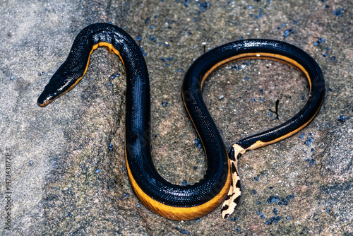 Highly venomous Yellow-bellied Sea Snake