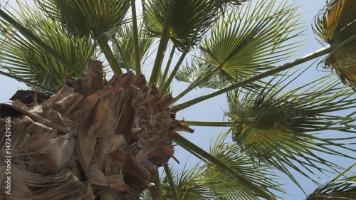 Camera view of climbing up a palm tree.