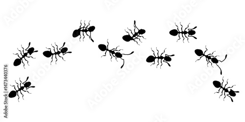 Black Ants Marching in a Line on White Background