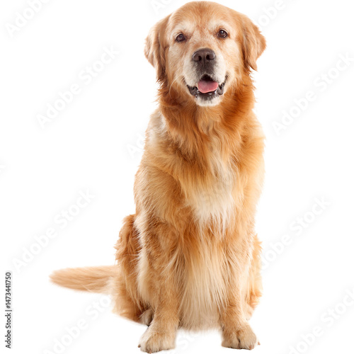 golden retriever isolated on white, transparent background