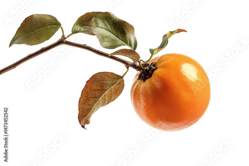 Close up of a persimmon fruit hanging on a branch with several green leaves on transparent background png