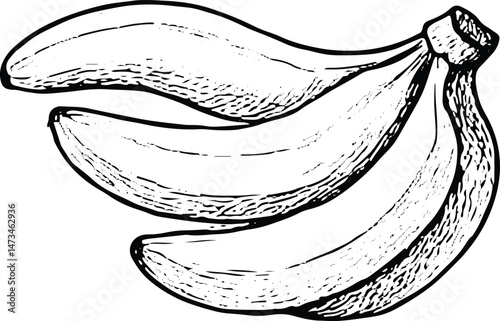 Banana bunch illustration, a fresh fruit for healthy eating, depicted in a vintage sketch style, ideal for kitchen and grocery projects on a light green background