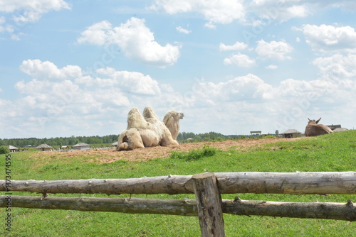 The camel lies peacefully on the ground