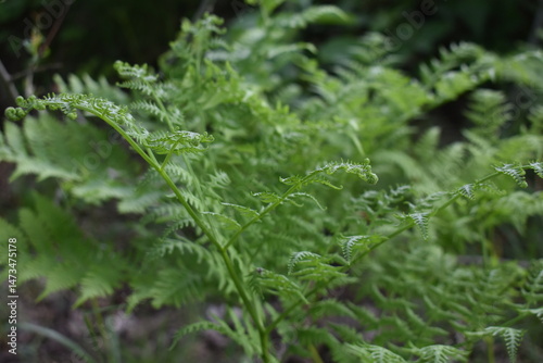 Young fern