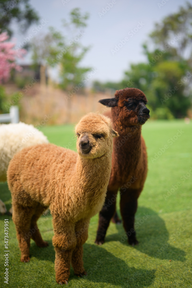 Two alpacas with fluffy coats stand on green grass in a sunlit outdoor setting, surrounded by trees and blurred natural scenery. Two alpacas with fluffy coats stand on green grass in a sunlit outdoor setting, surrounded by trees and blurred natural scenery.