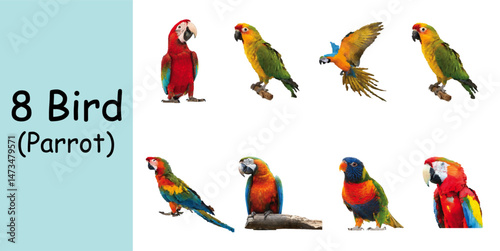Parrot (8 Image)