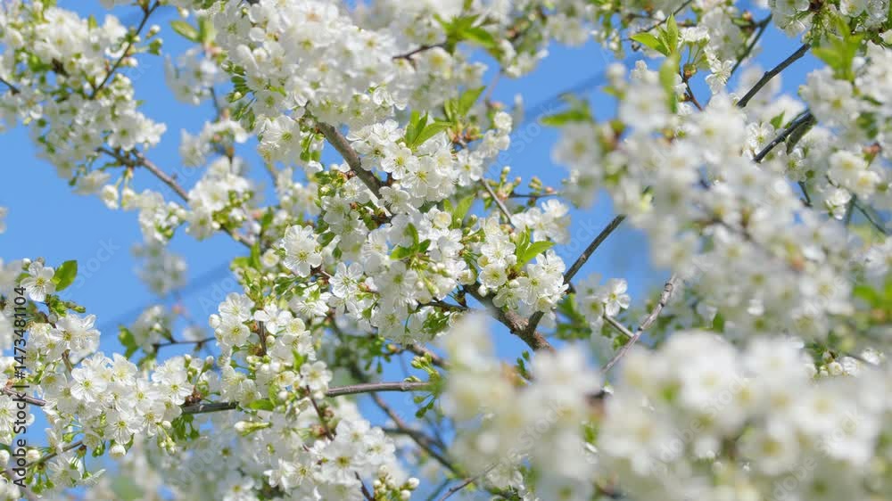 A Beautiful Blooming White Flowering Tree Standing Gracefully Against a Clear Blue Sky A Beautiful Blooming White Flowering Tree Standing Gracefully Against a Clear Blue Sky