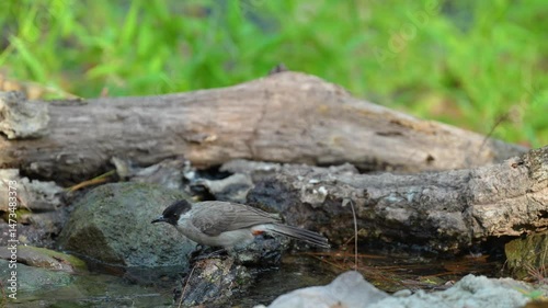 Wallpaper Mural Red-whiskered bulbul with nature habitat birdwatching in the forest Torontodigital.ca