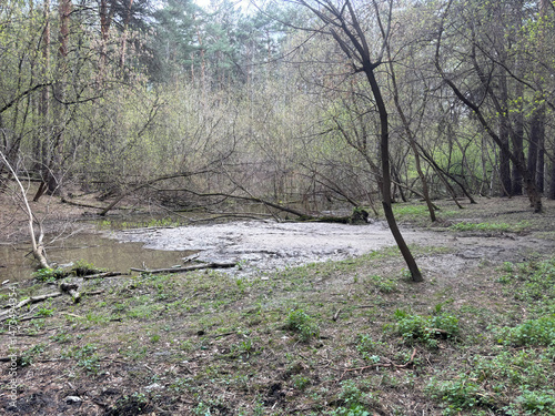 Spring forest landscape Russia Novosibirsk.