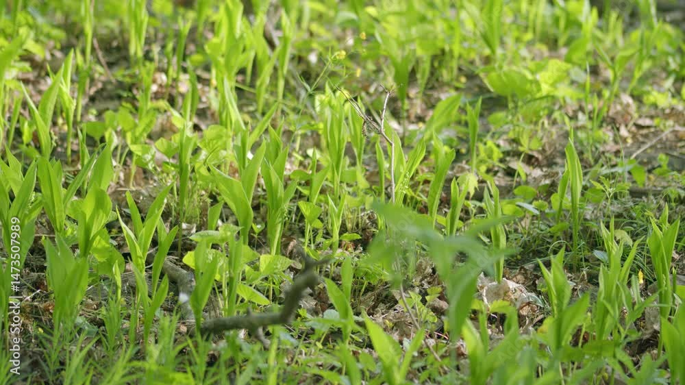 The beautiful, lush green grass grows abundantly during the enchanting season of springtime The beautiful, lush green grass grows abundantly during the enchanting season of springtime