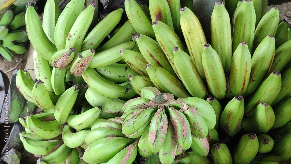 fresh green banana fruit food, market, fruit, organic, healthy, nature, agriculture, produce, raw, tropical, asia fresh green banana fruit food, market, fruit, organic, healthy, nature, agriculture, produce, raw, tropical, asia