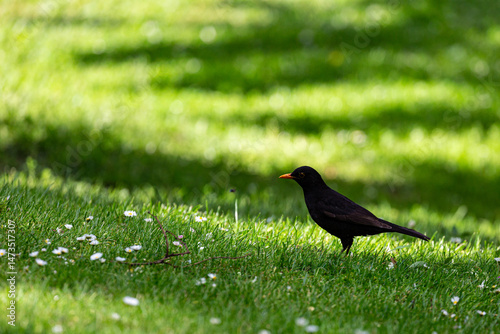 Obraz na płótnie Blackbird on grass field in park w salonie
