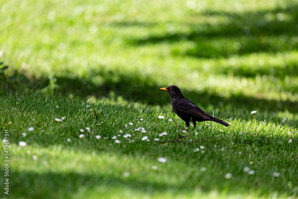 Blackbird on grass field in park
