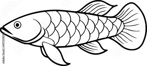 arowana fish outline vector illustration line art