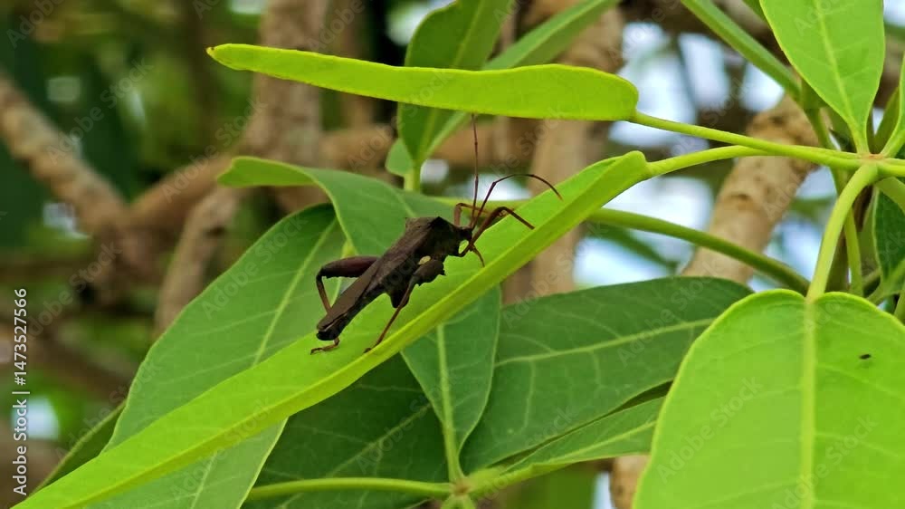 The stink bug beetle which has a pungent odor relaxes on a leaf.