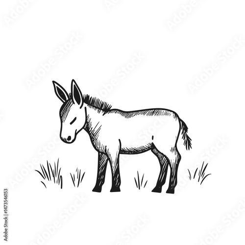 horse vector illustration