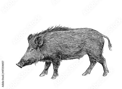 Stunning vector illustration of a wild boar, showcasing intricate black and white line art. Perfect for wildlife enthusiasts, nature designs, and rustic themes. Download for high-quality detail.