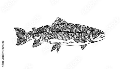 Vintage vector illustration of a detailed salmon fish sketch. Ideal for seafood, fishing, and nautical designs. Perfect for culinary, educational, and environmental themes.