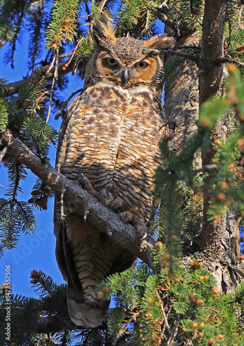 Great-horned Owl perched on a fir branch in the forest, Quebec, Canada