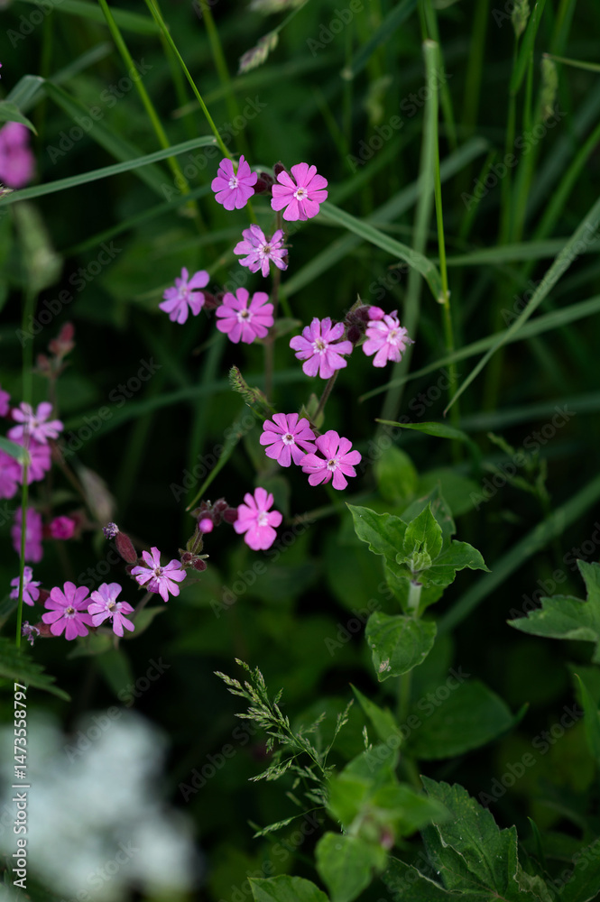 Fototapeta premium Pink flowers in the garden, springtime concept.