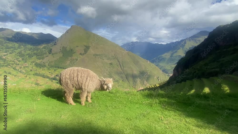 llama in Picas. It is a Peruvian Incas town in the Sacred Valley