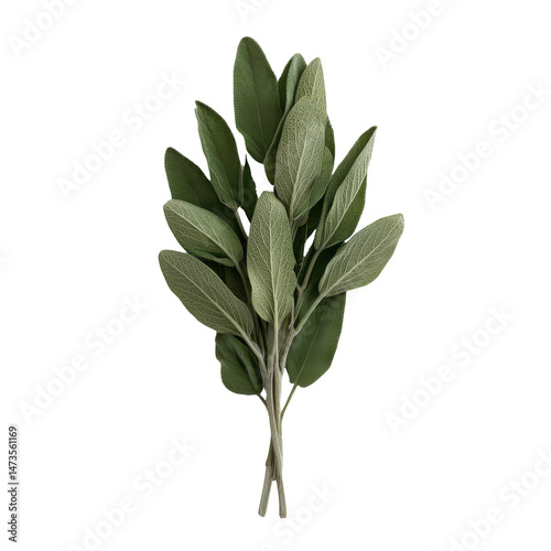 Sage leaves nature photography