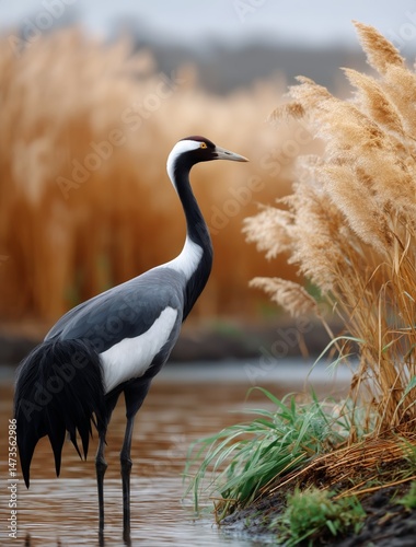 Cranes Wading Through a Marshy Landscape During Early Morning Light