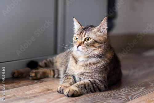 Wallpaper Mural A domestic cat is comfortably laying on the floor, gazing at the camera Torontodigital.ca