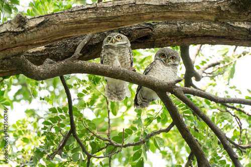 A spotted owl perches in a tree during the day.