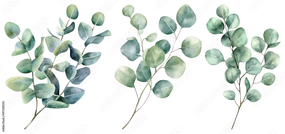 Obraz premium PNG Watercolor eucalyptus leaves illustration, element set on transparent background