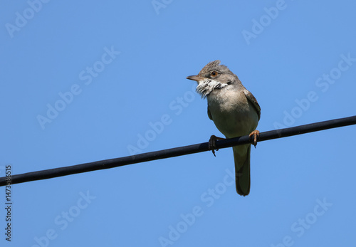 A newly arrived Whitethroat, Curruca communis, singing and displaying for a partner on a wire in springtime.