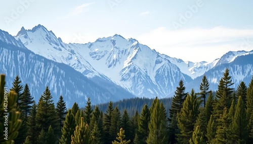 Snowy mountain range peaks behind a lush green pine forest, forest, ecology