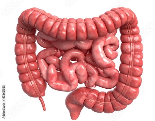 Detailed 3D Rendering of Human Large Intestine Anatomy for Medical Education and Research showcasing the colon, rectum, and digestive system