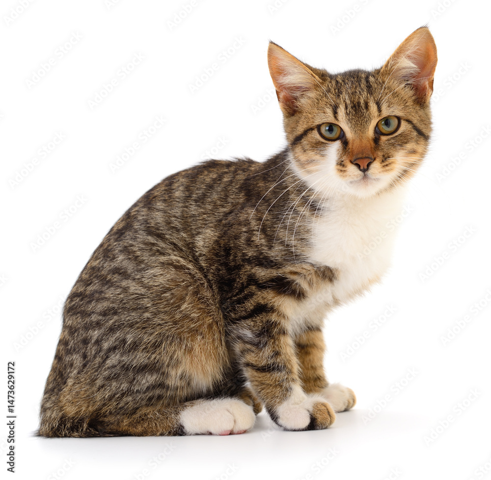 Obraz premium Kitten on white background.