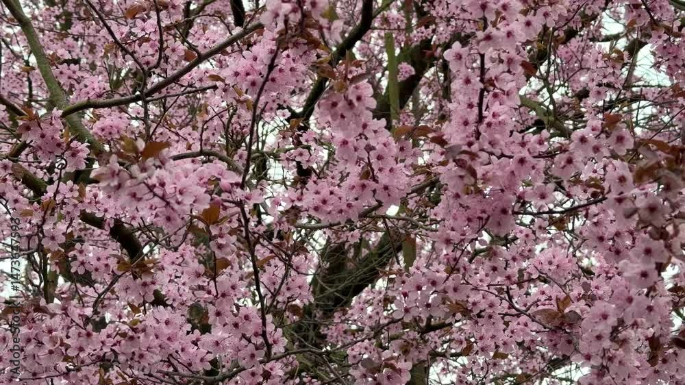 Blooming cherry tree with pink flowers on branches gently moving in the wind, captured outdoors in daylight during spring. Blooming cherry tree with pink flowers on branches gently moving in the wind, captured outdoors in daylight during spring.