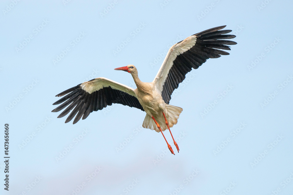 Fototapeta premium Cigogne blanche, .Ciconia ciconia, White Stork,