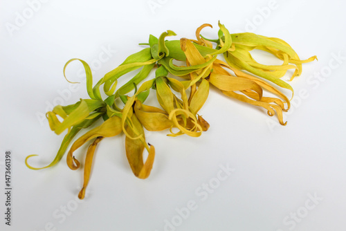 Some ylang ylang flower, isolated on white background