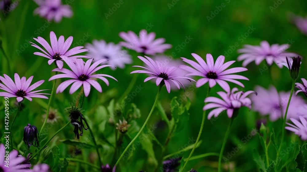 field of flowers field of flowers