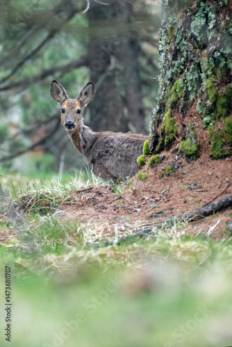 Vertical view of a female Roe deer during spring moulting, standing nearby a larch tree full of moss in a typical alpine forest. Species: Capreolus capreolus. Europe.