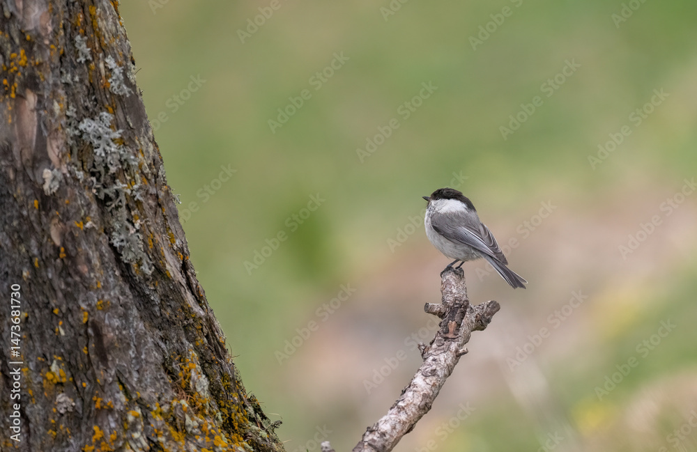 Obraz premium Willow tit (Poecile montanus) perching on a dry brach on pastel colors background, Alps, May, Horizontal.
