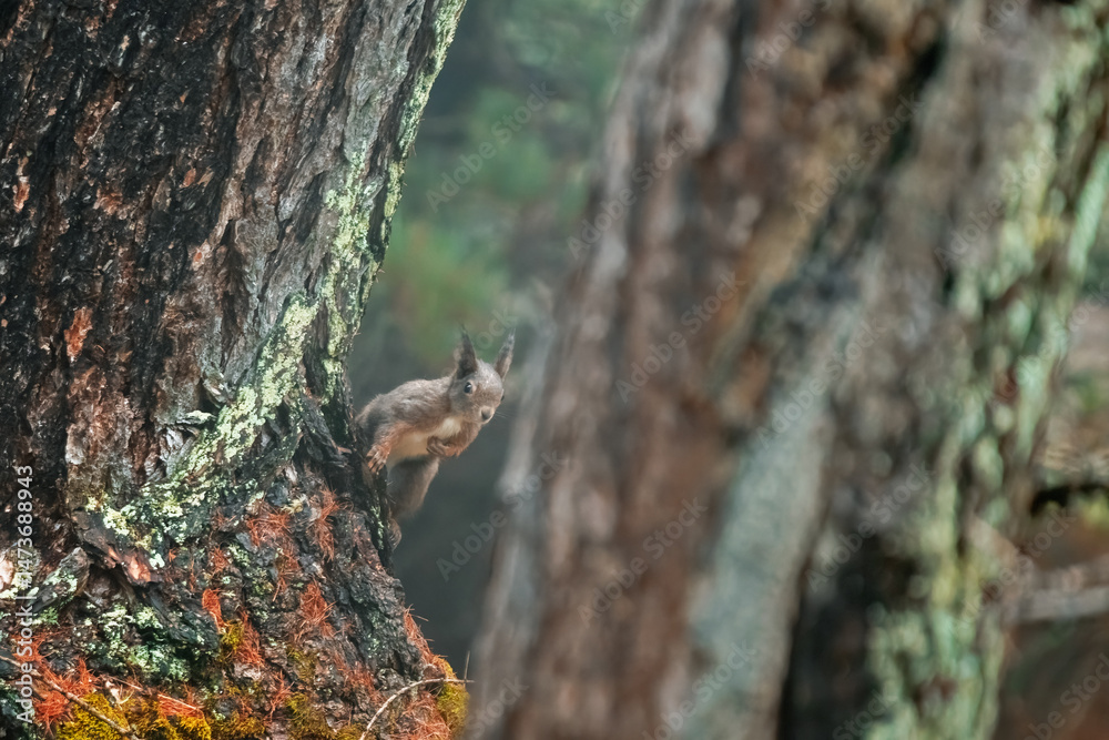 Obraz premium Red squirrel (Sciurus vulgaris) posing at the base of a moss-covered pine tree trunk in the magical atmosphere of the Alpine forests. Europe.
