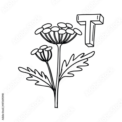 An illustration of letter T stands for Tansy