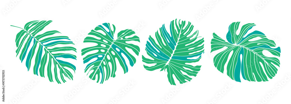 Fototapeta premium Green monstera leaves isolated on white background. Tropical leaves for creating wallpapers, backgrounds, presentations