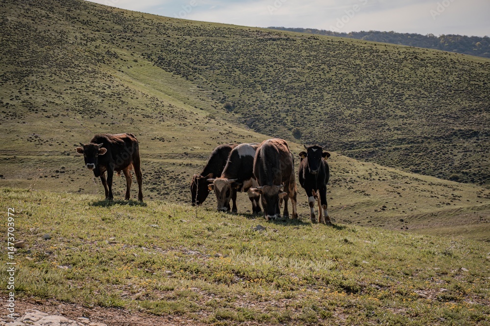 Obraz premium cows in the mountains