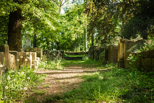 Forgotten pathways through an overgrown cemetery bathed in warm sunlight during a peaceful afternoon