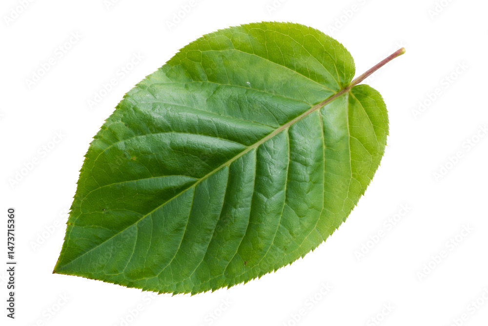 Obraz premium fresh green leaf isolated on white background