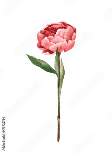 Watercolor hand-painted illustration of  delicate pink Peon flower. Isolated on a white background