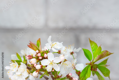 Obraz na płótnie Tree blossoming branch with white flowers w salonie