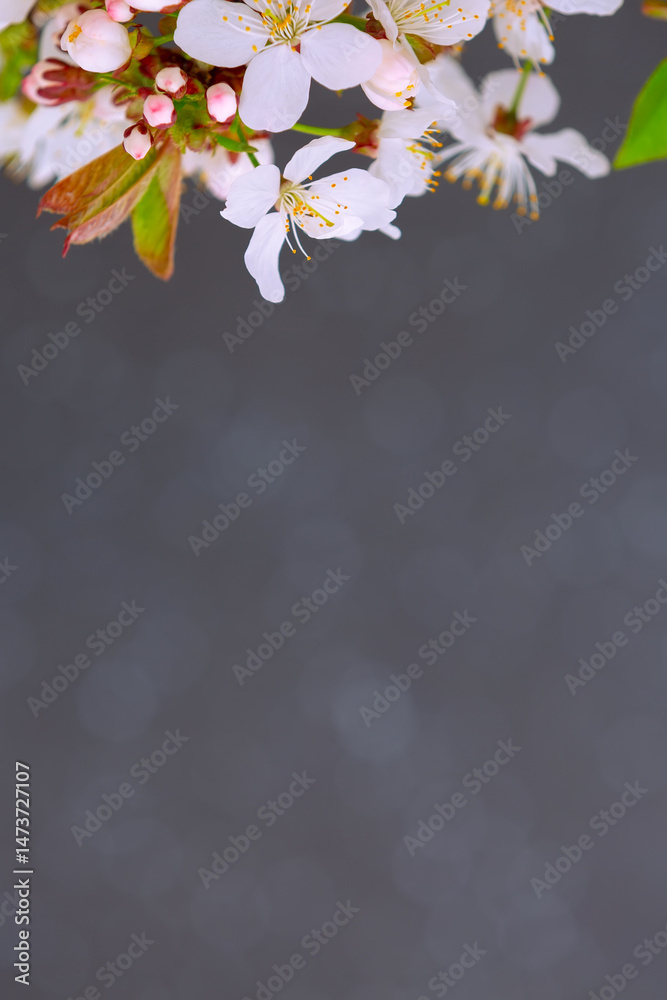 Branch with white flowers and gray background