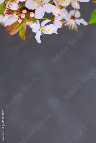 Obraz na płótnie Branch with white flowers and gray background w salonie